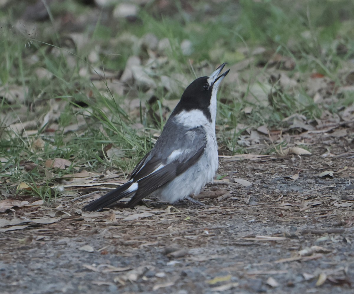 ハイイロモズガラス - ML645435219