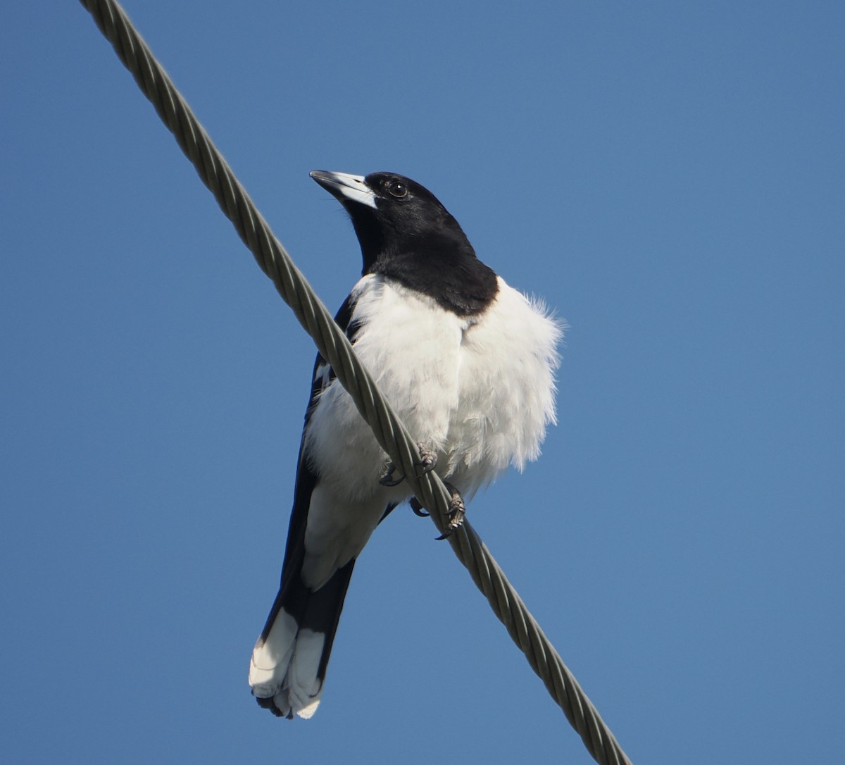 ノドグロモズガラス - ML645435220