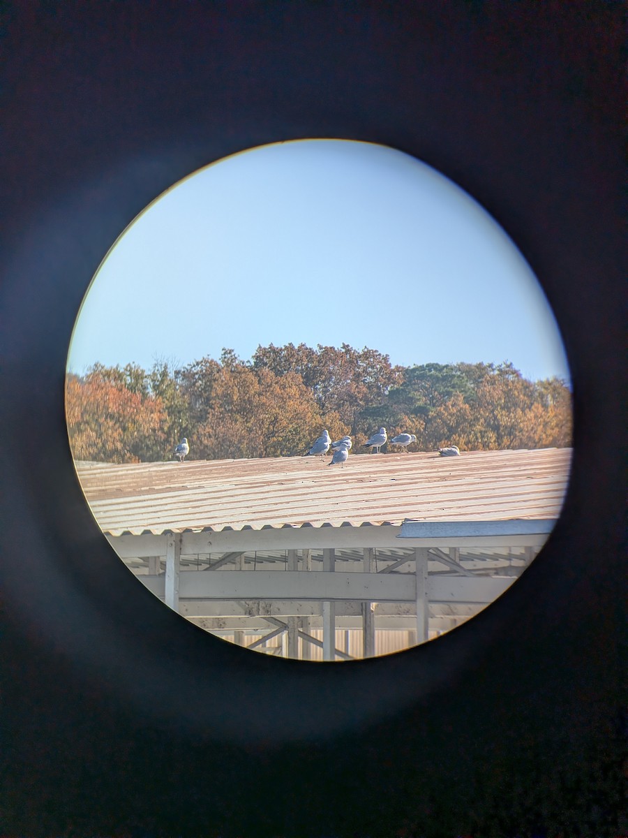 クロワカモメ - ML645435221