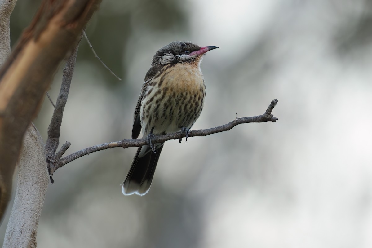 ケミミミツスイ - ML645435222