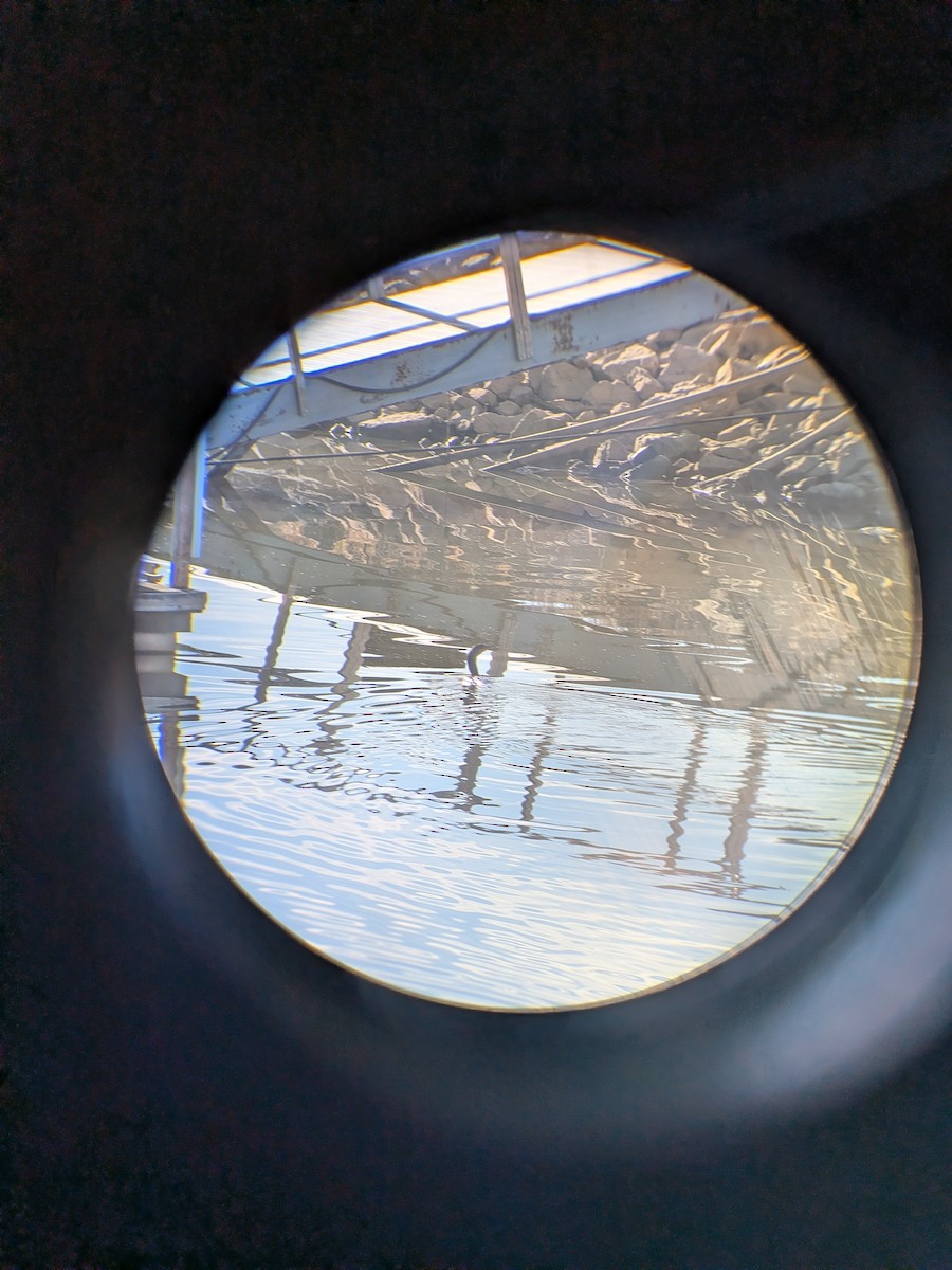 ミミヒメウ - ML645435223