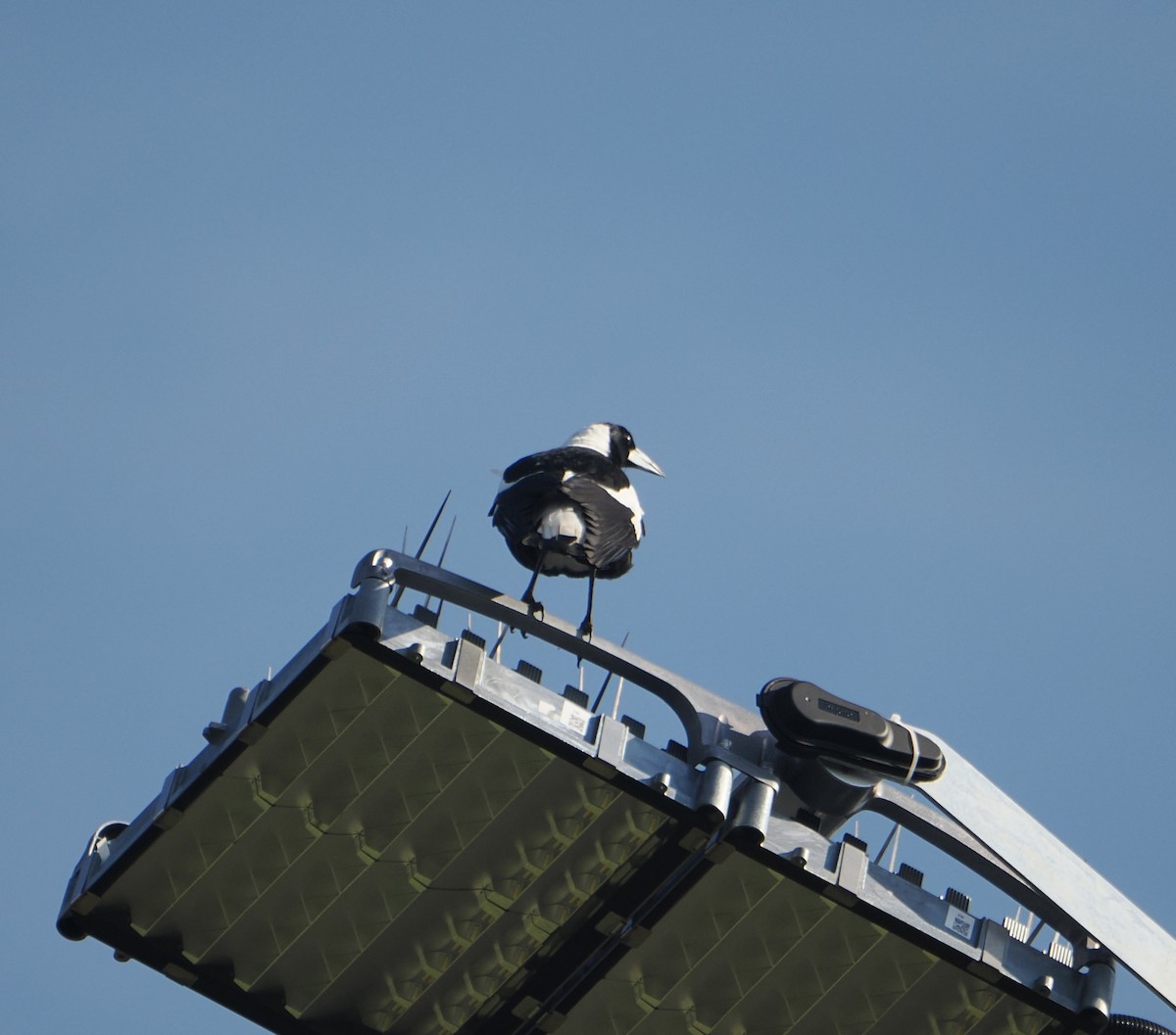 カササギフエガラス - ML645435224