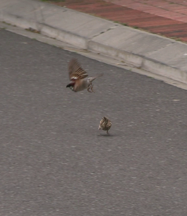 ホオグロスズメ - ML645435226