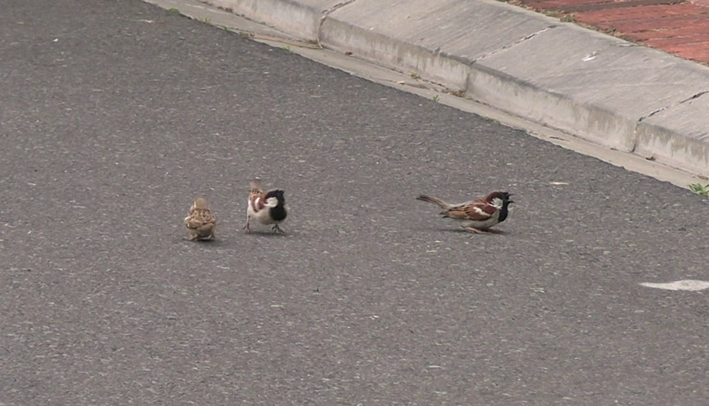 ホオグロスズメ - ML645435227