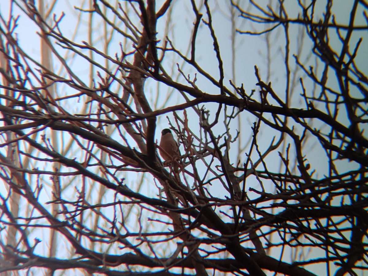 ウソ - ML645435229