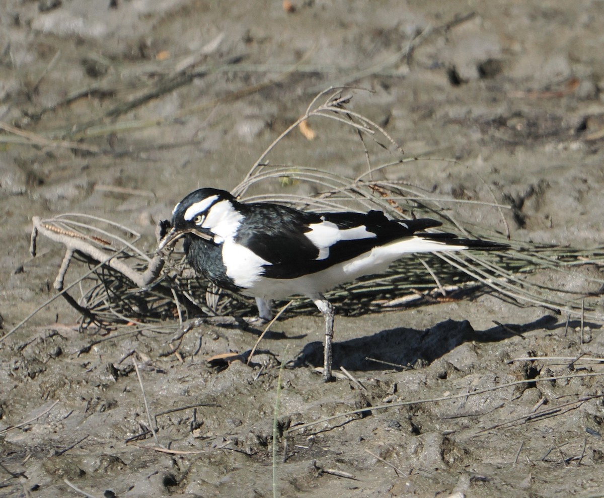 ツチスドリ - ML645435231