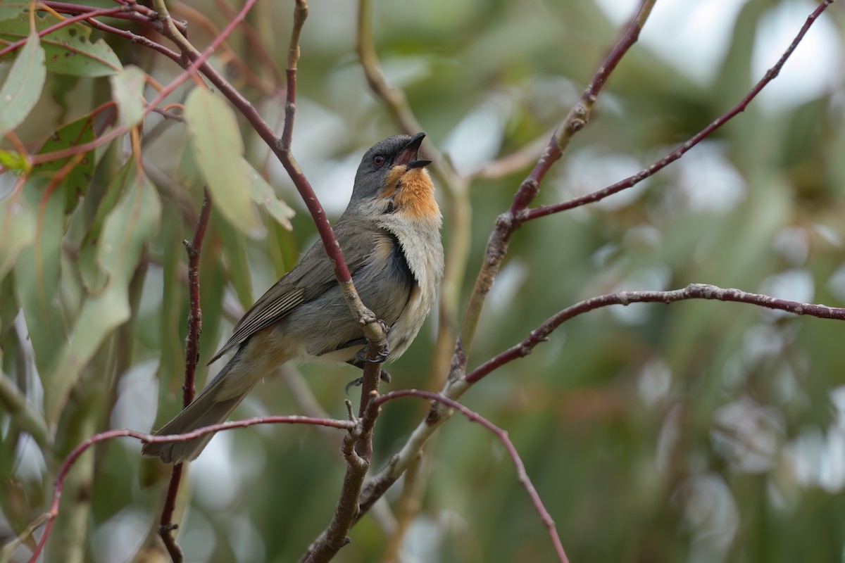 メグロモズヒタキ - ML645435232