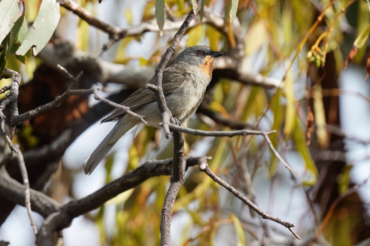 メグロモズヒタキ - ML645435233