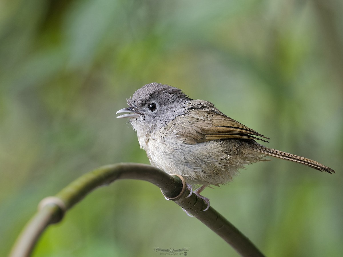 ネパールメジロチメドリ - ML645435234