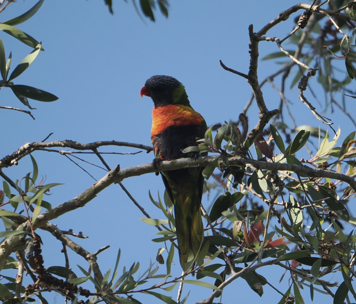オーストラリアゴシキセイガイインコ - ML645435235