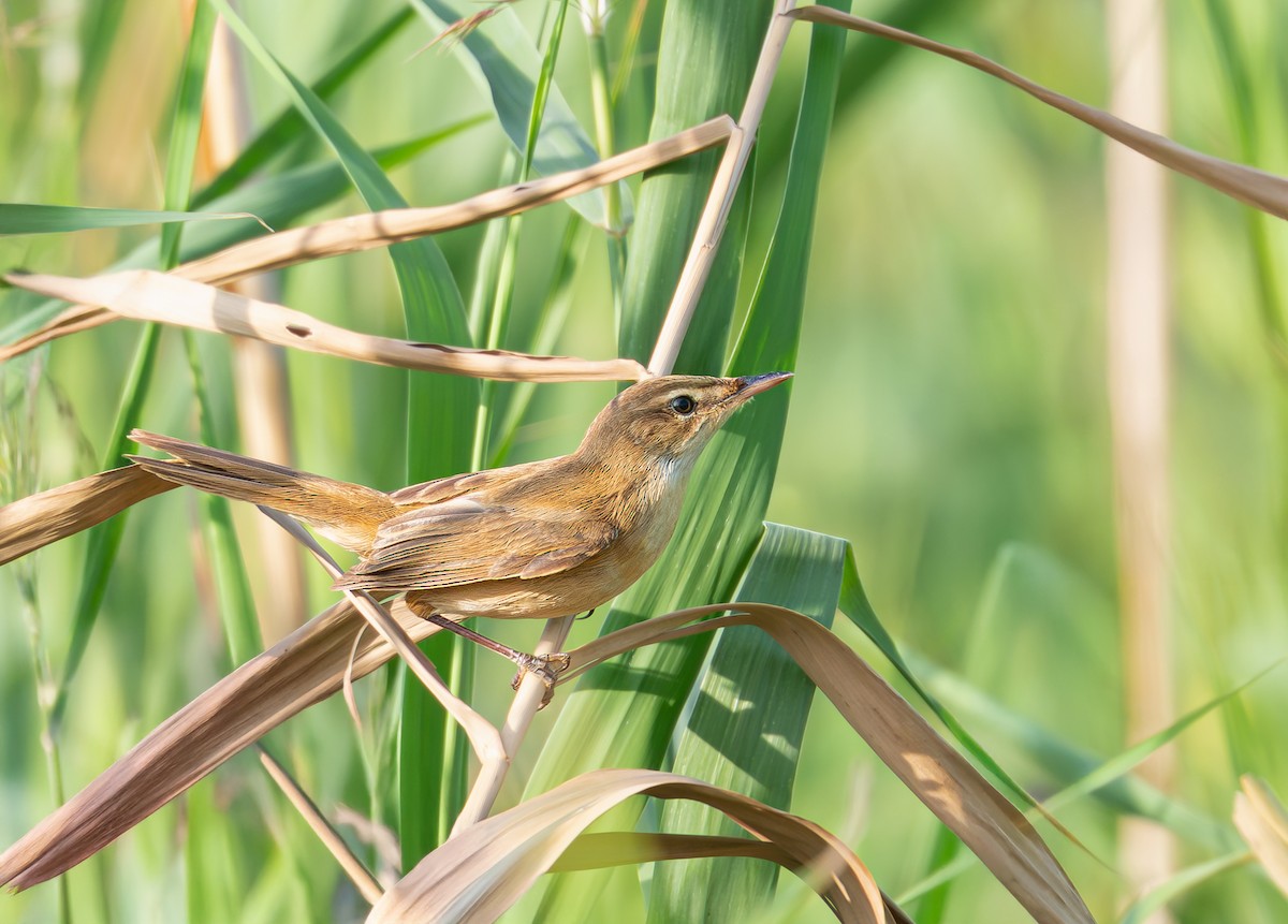 マンシュウイナダヨシキリ - ML645435237