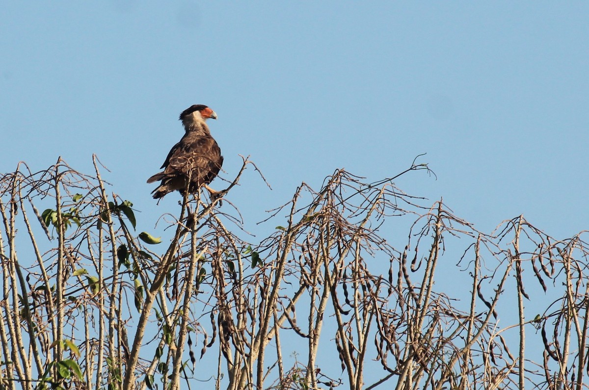 ミナミカラカラ - ML645435238