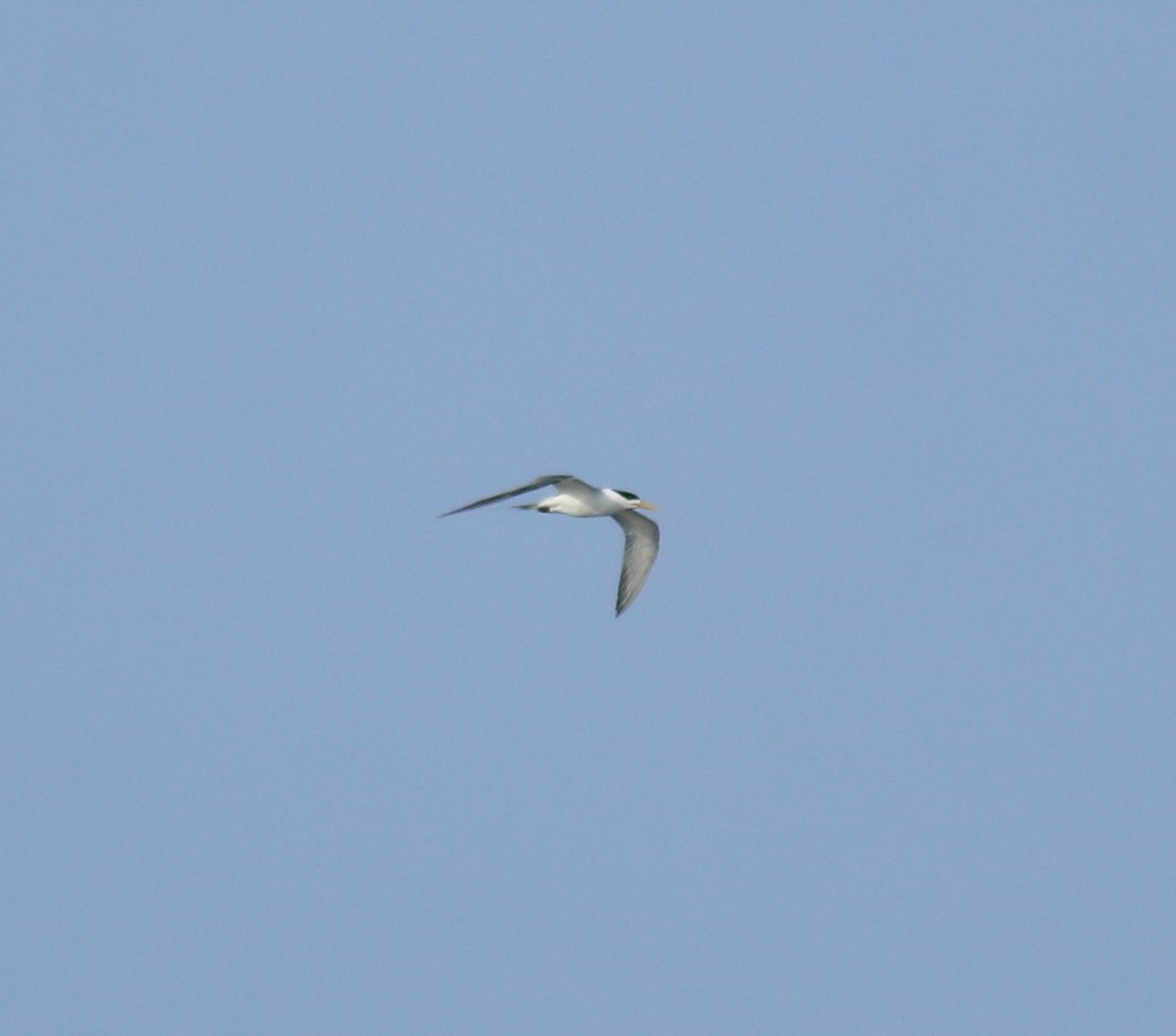 オオアジサシ - ML645435239