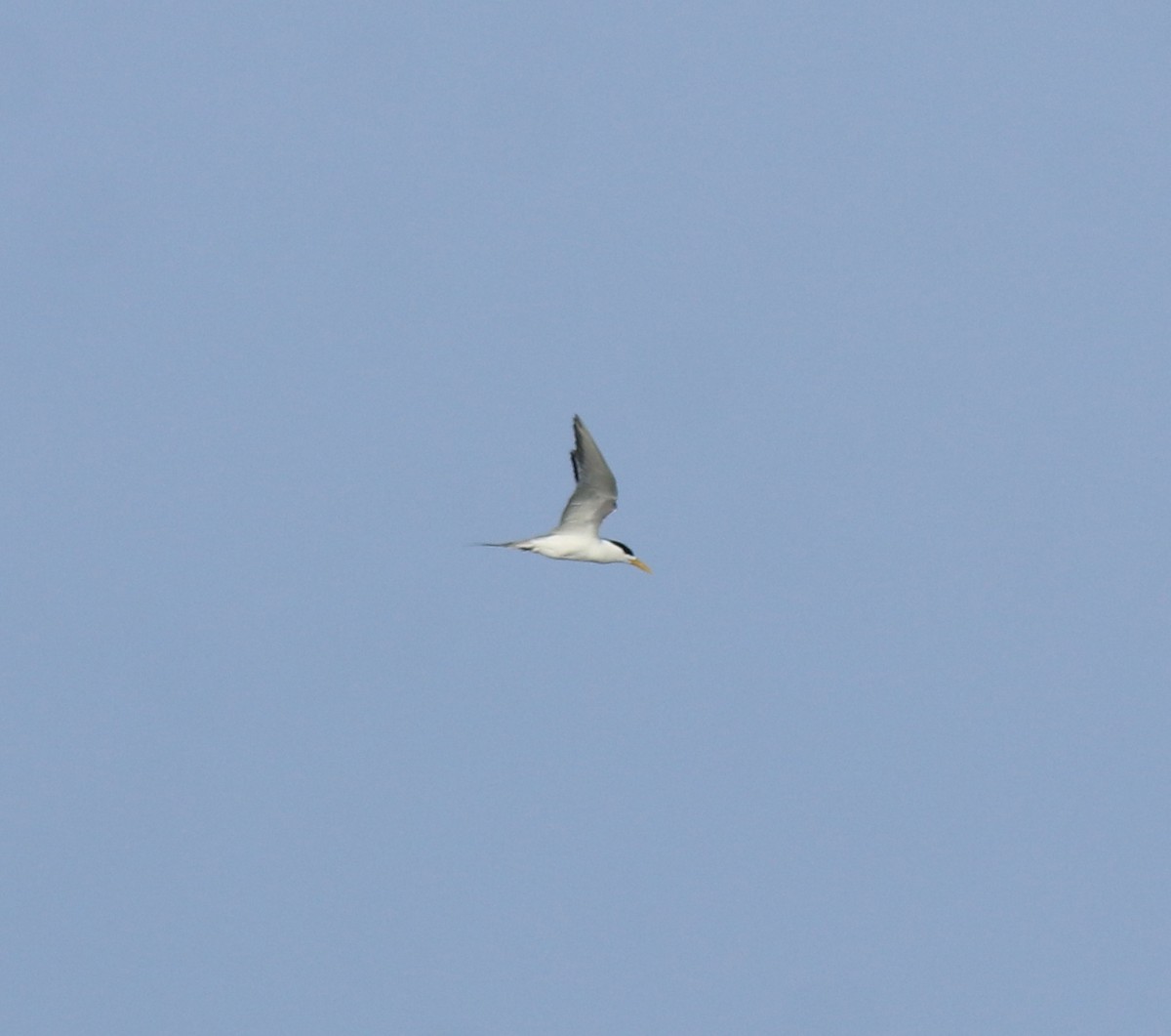 オオアジサシ - ML645435243