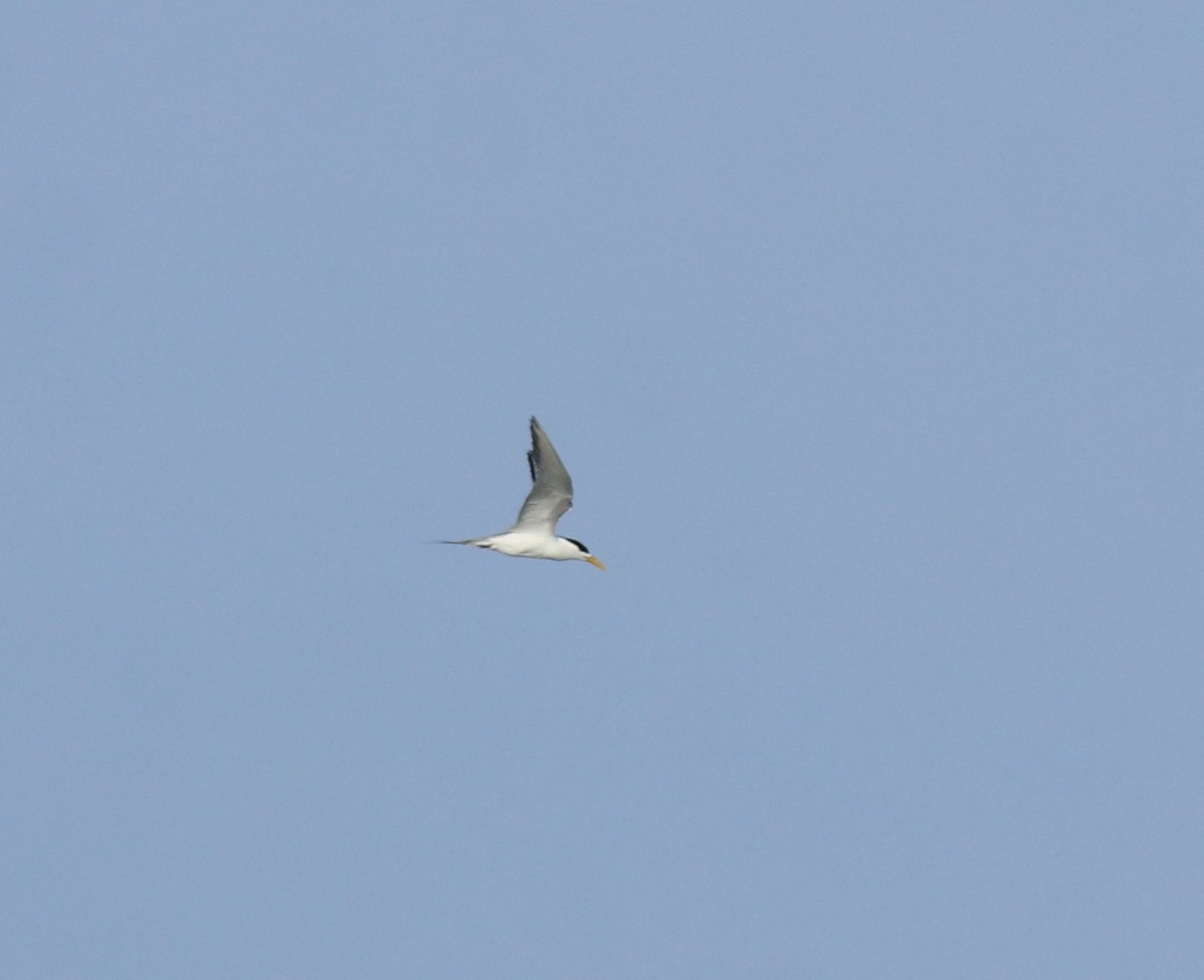 オオアジサシ - ML645435245