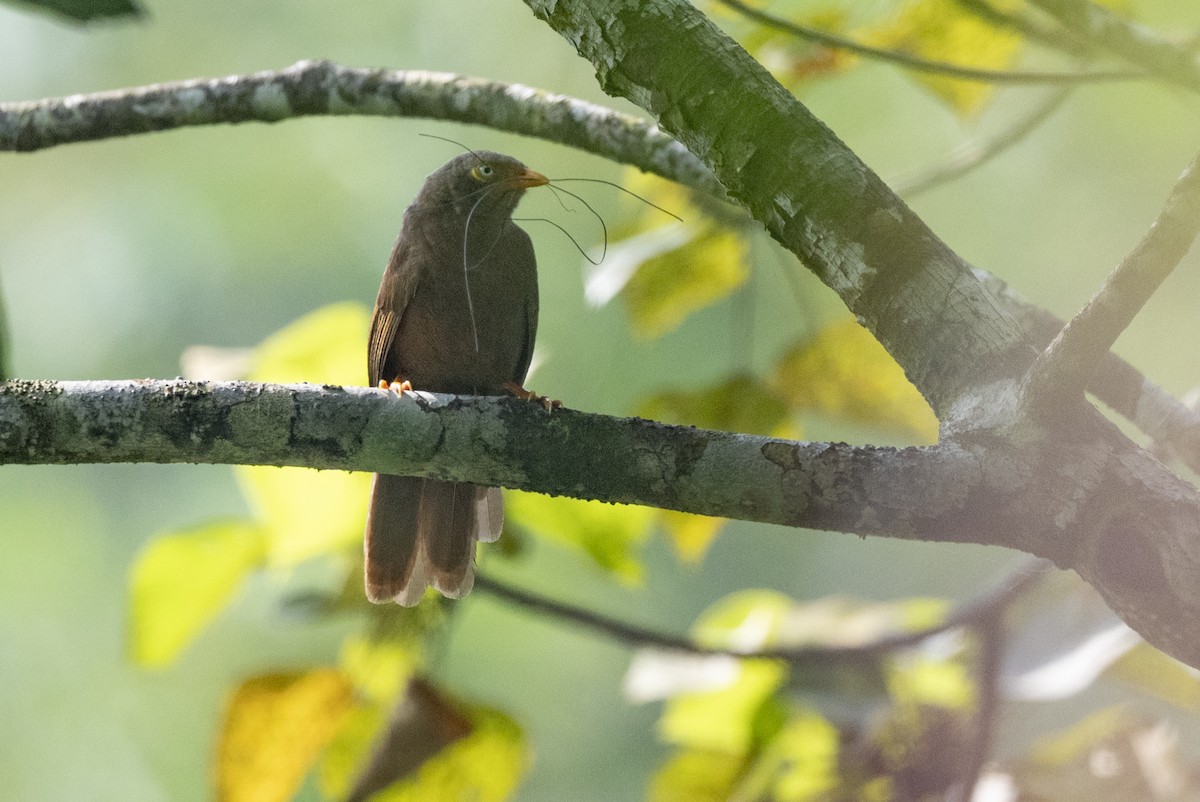 Orange-billed Babbler - ML645435249