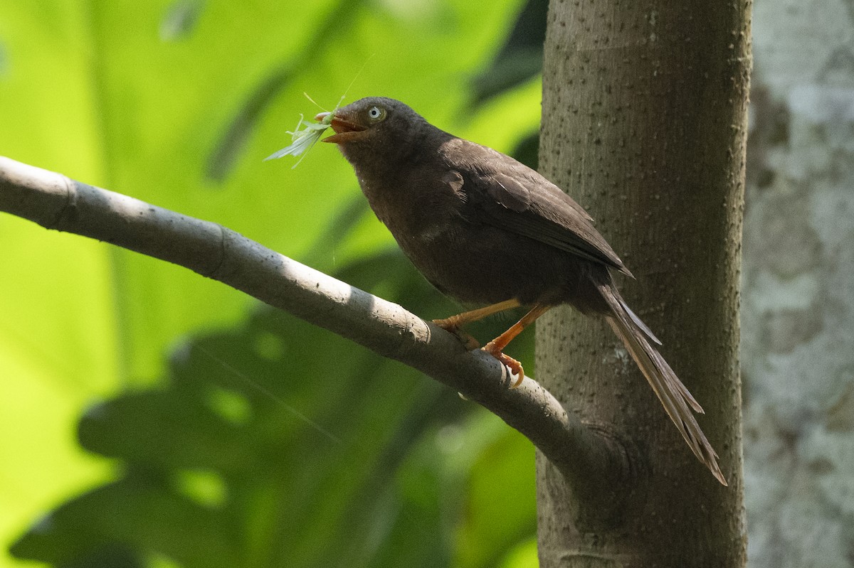 Orange-billed Babbler - ML645435250