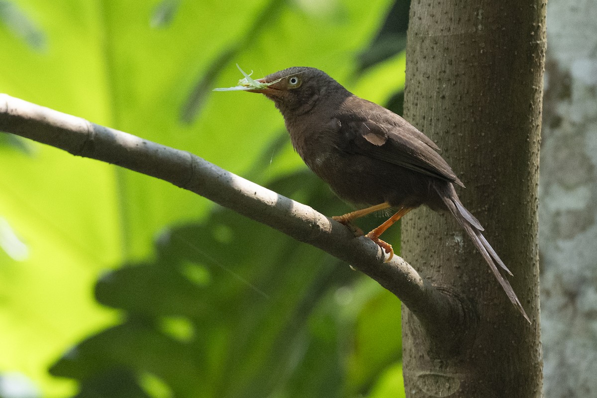 Orange-billed Babbler - ML645435251