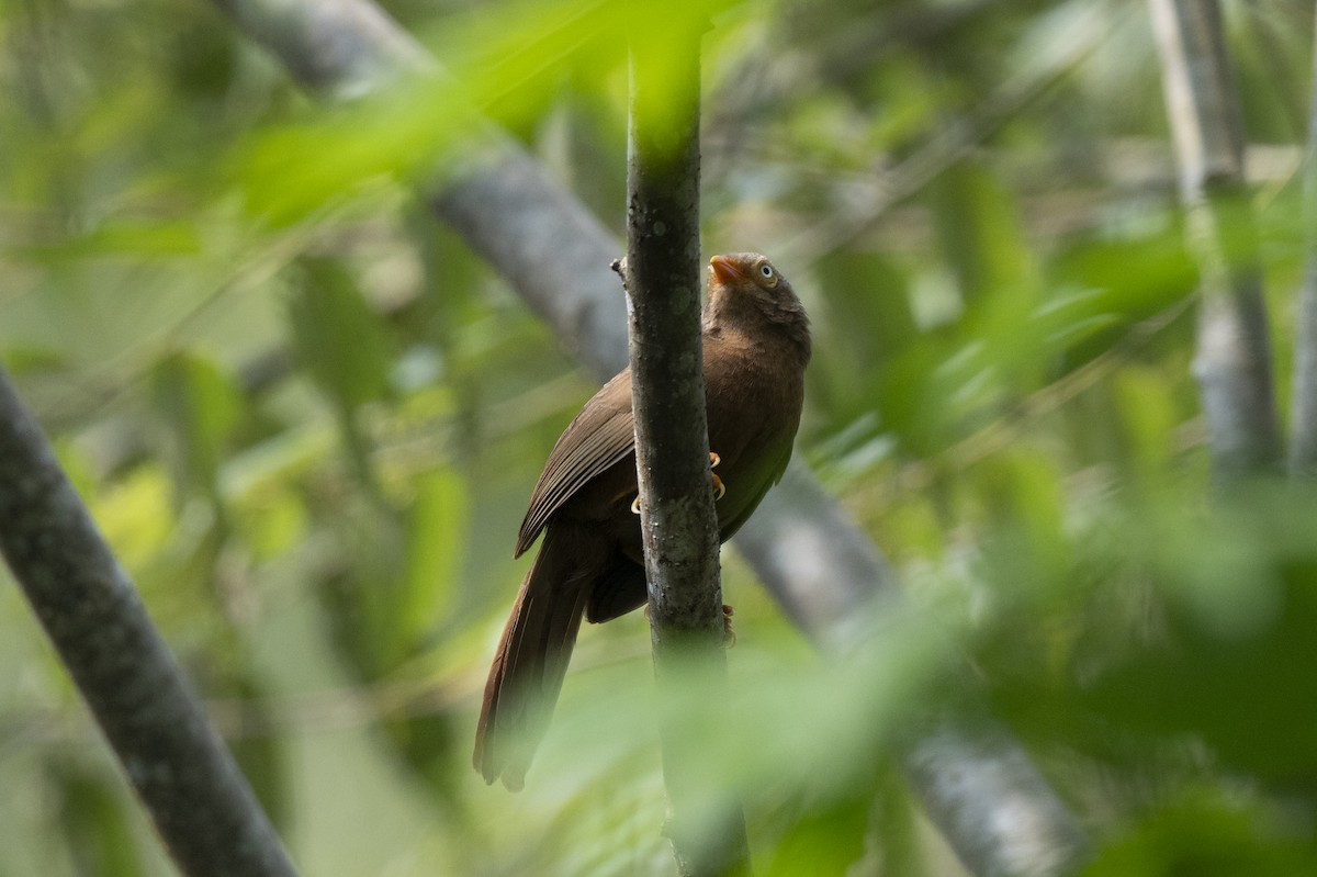 Orange-billed Babbler - ML645435252