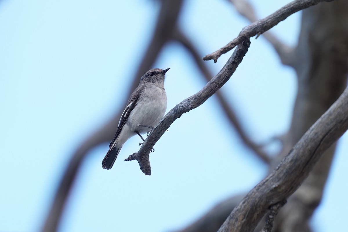 Hooded Robin - ML645435254