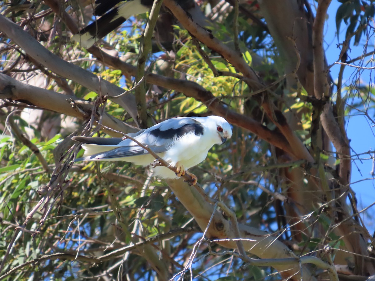 Black-shouldered Kite - ML645435282