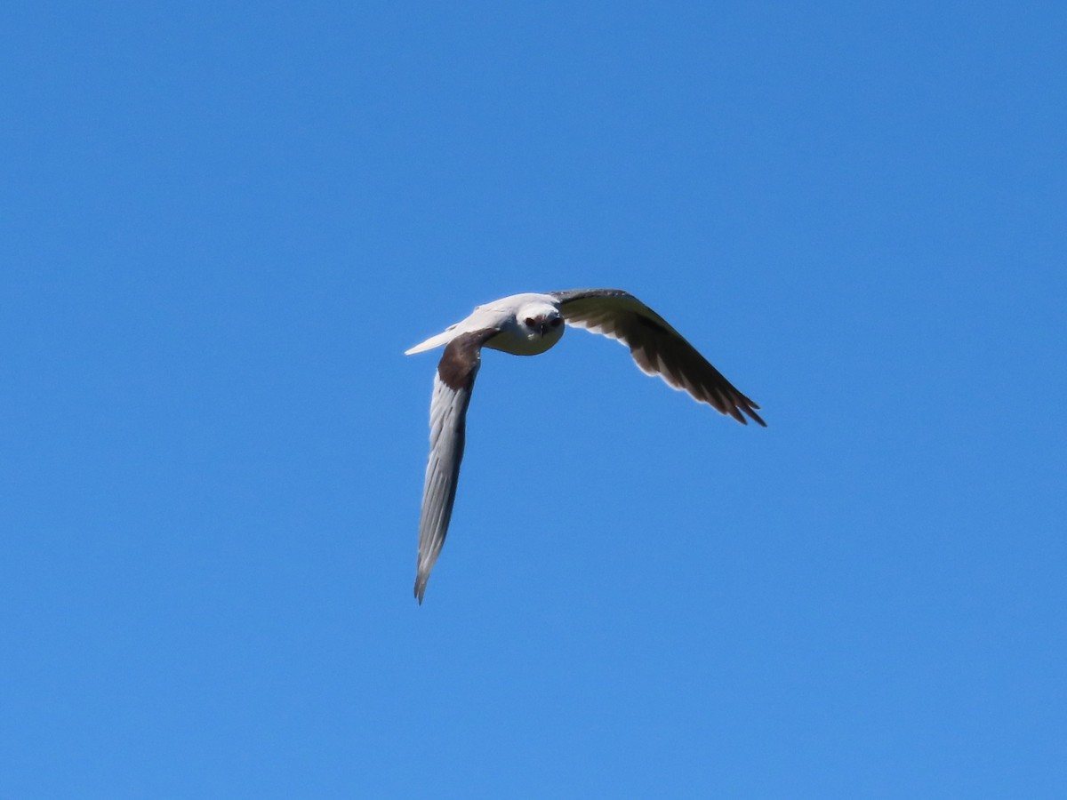 Black-shouldered Kite - ML645435286