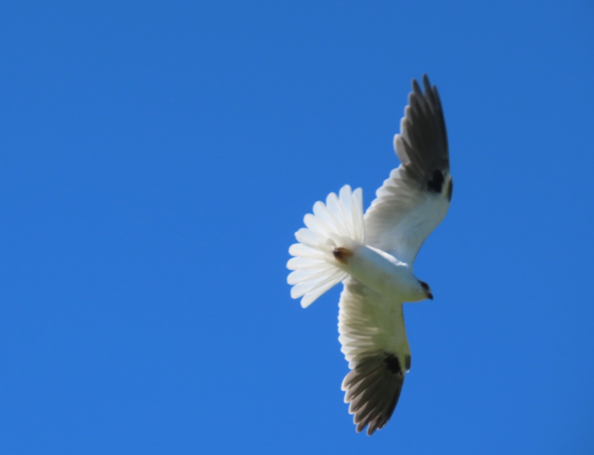 Black-shouldered Kite - ML645435287