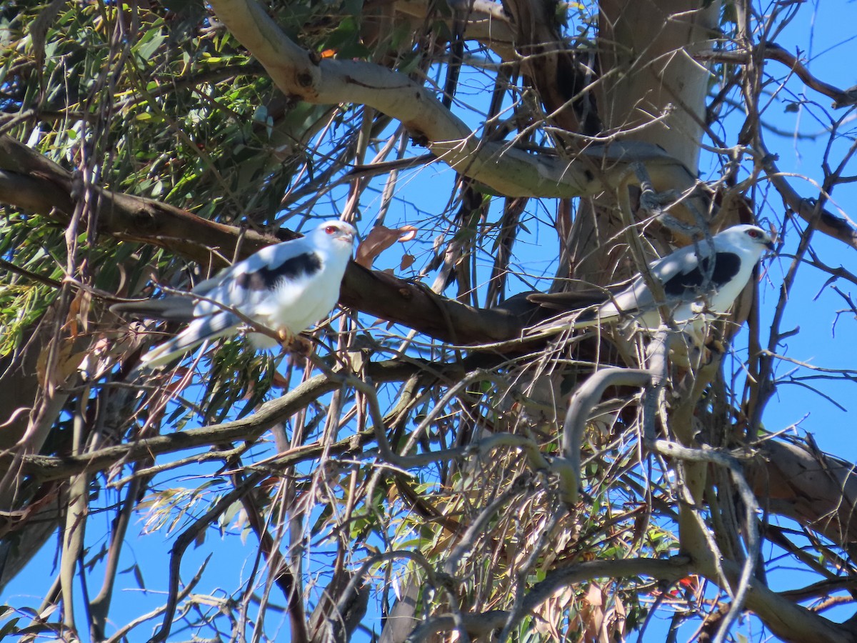 Black-shouldered Kite - ML645435288