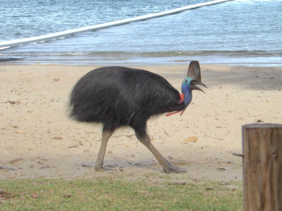 Southern Cassowary - ML645435289