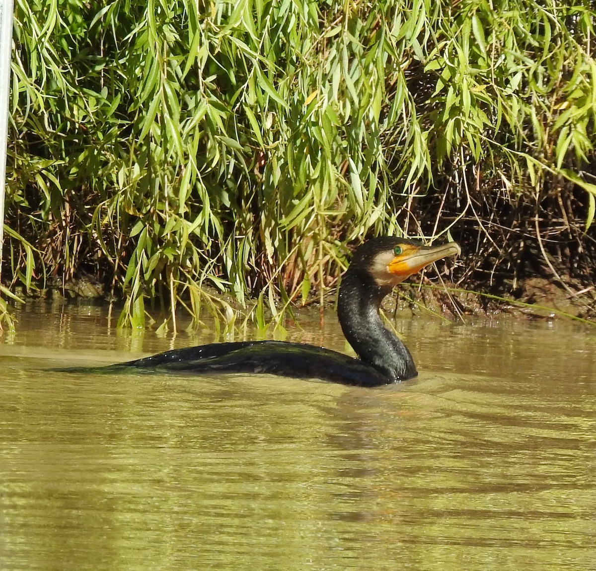 קורמורן גדול - ML645435290