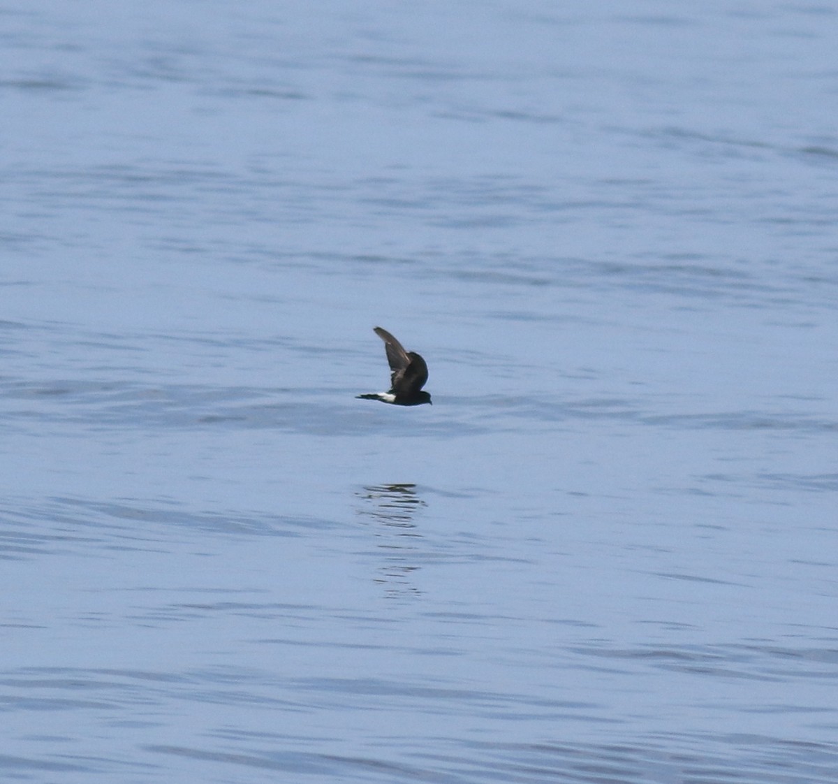 יסעורון וילסון - ML645435291