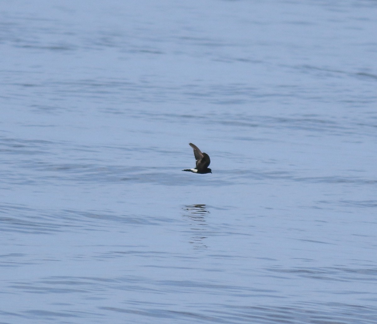 יסעורון וילסון - ML645435292
