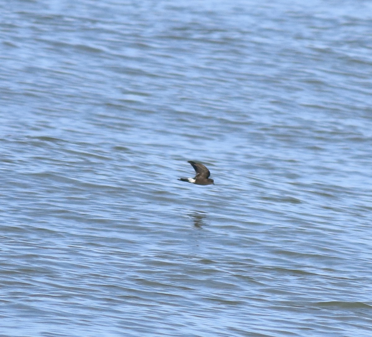 יסעורון וילסון - ML645435293