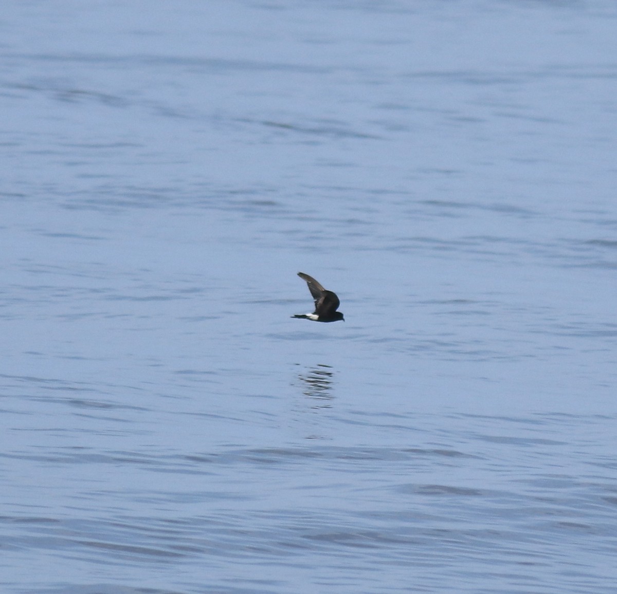 יסעורון וילסון - ML645435295