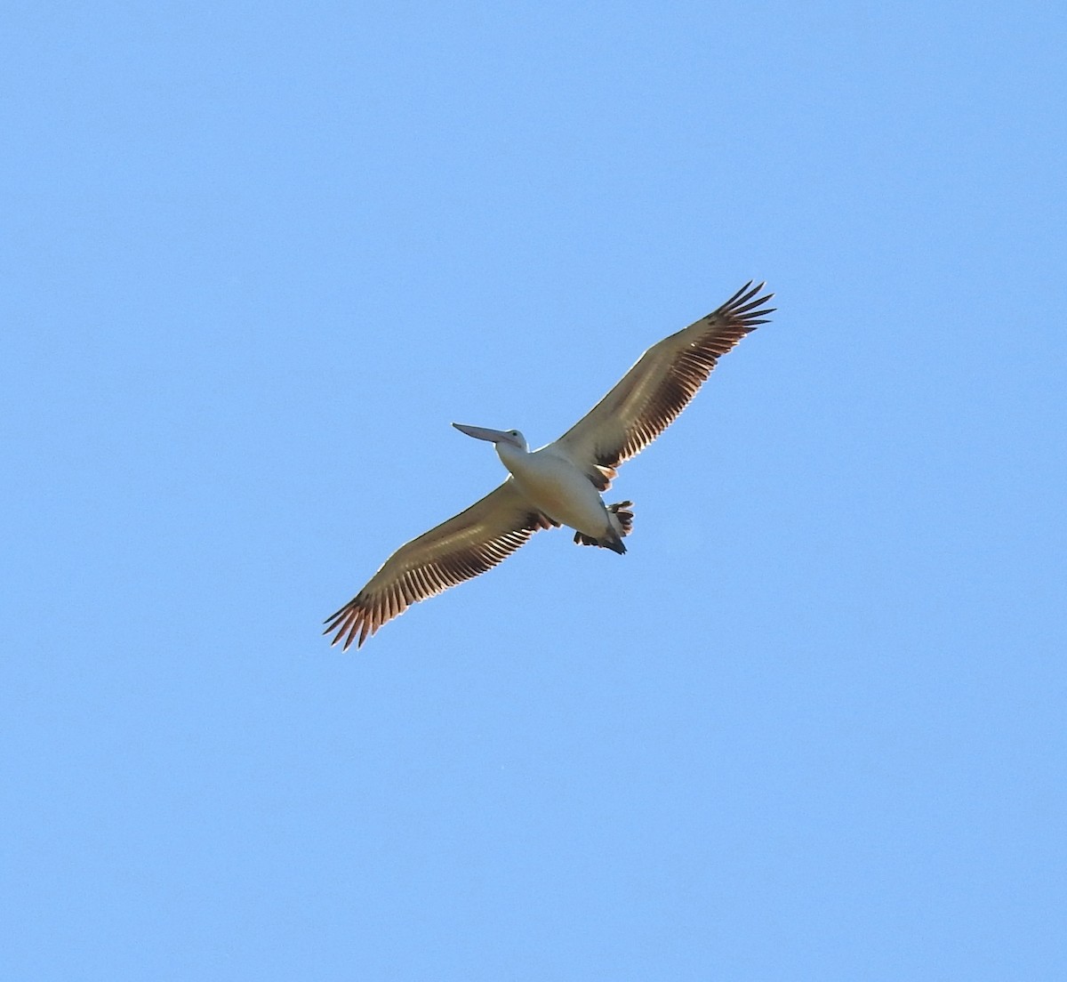 Australian Pelican - ML645435296