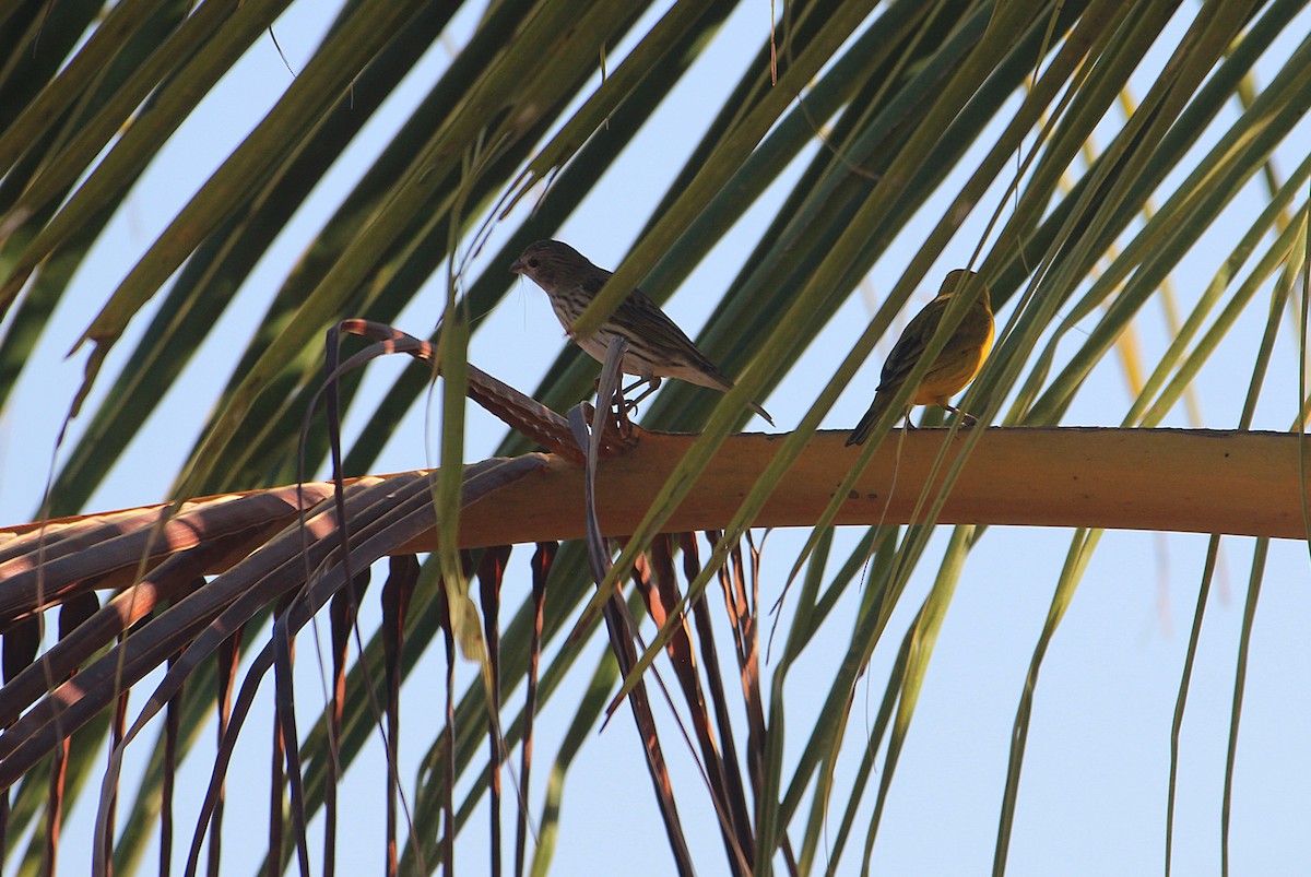 Saffron Finch - ML645435297