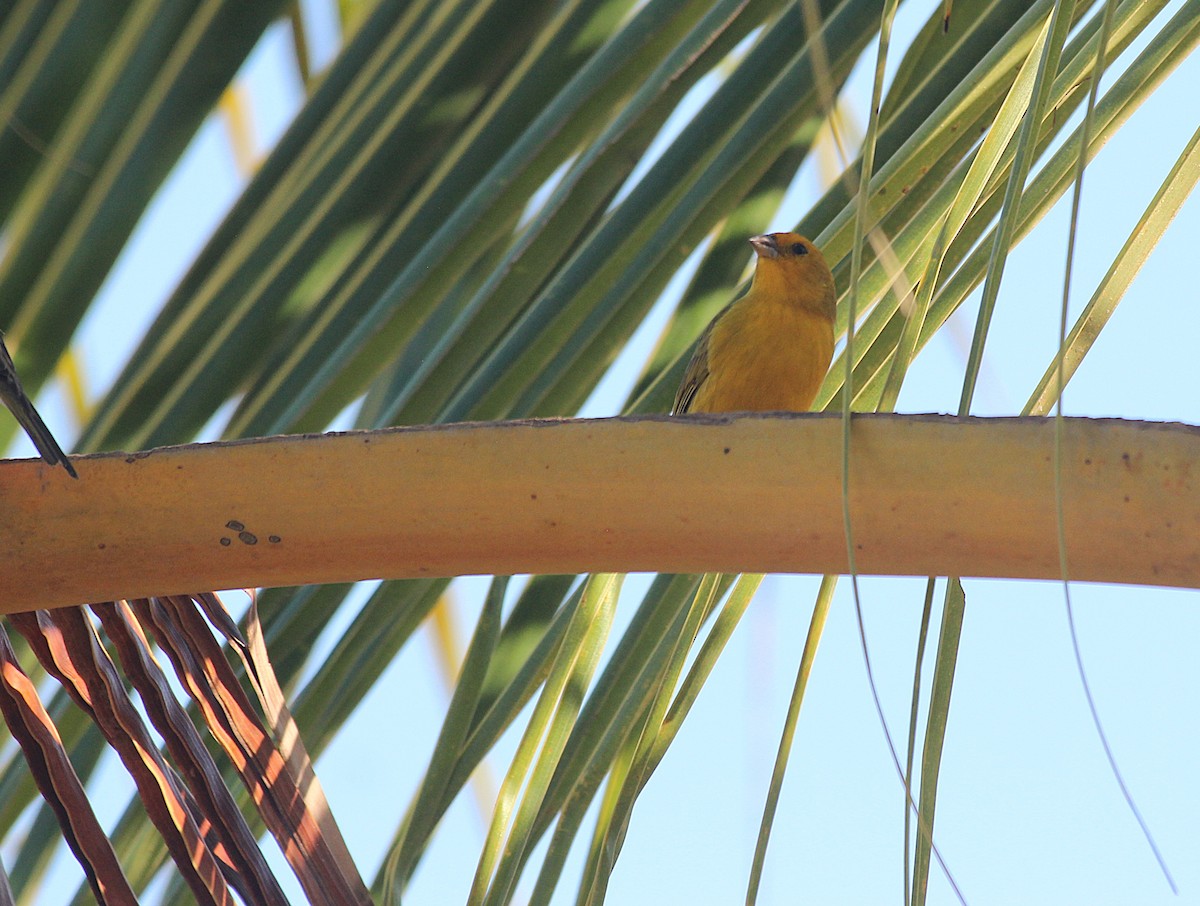 Saffron Finch - ML645435298