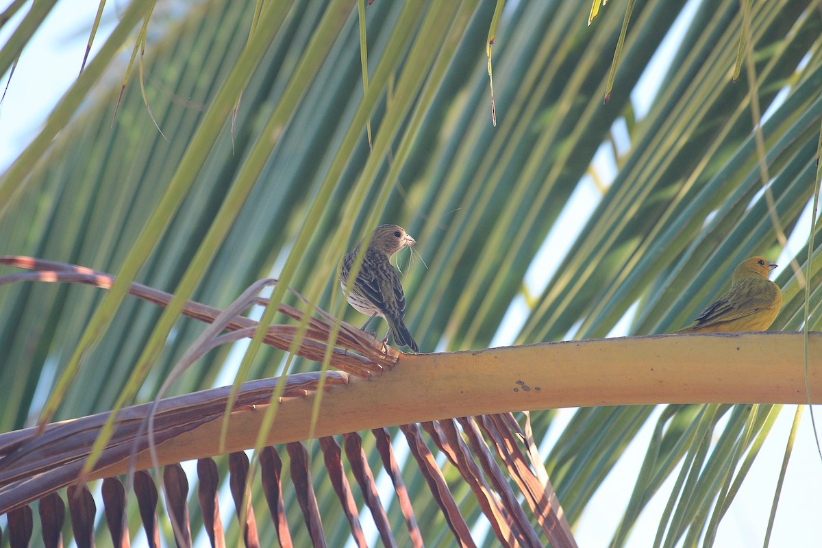 Saffron Finch - ML645435299