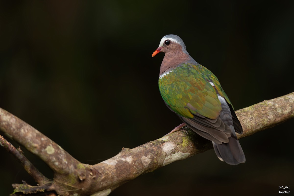 Asian Emerald Dove - ML645435300
