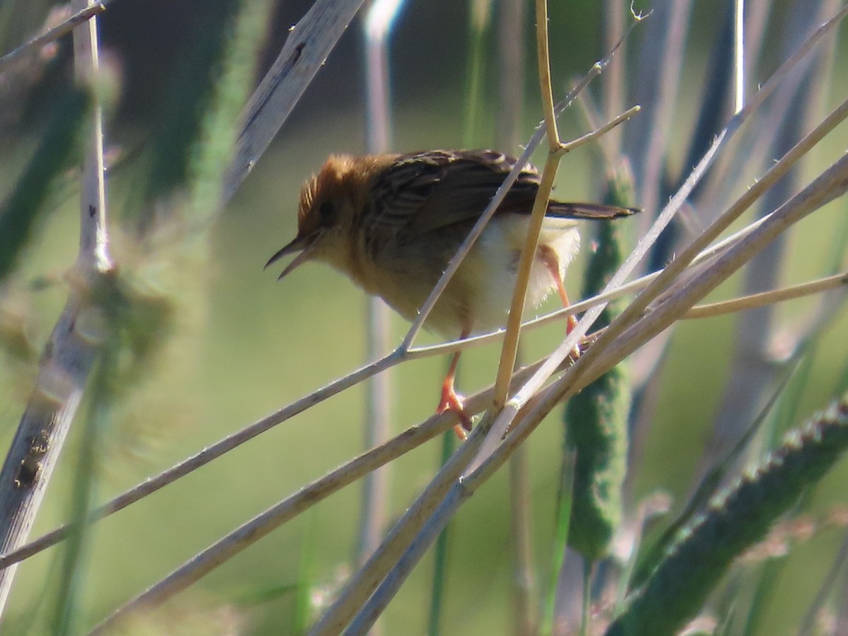 Golden-headed Cisticola - ML645435301
