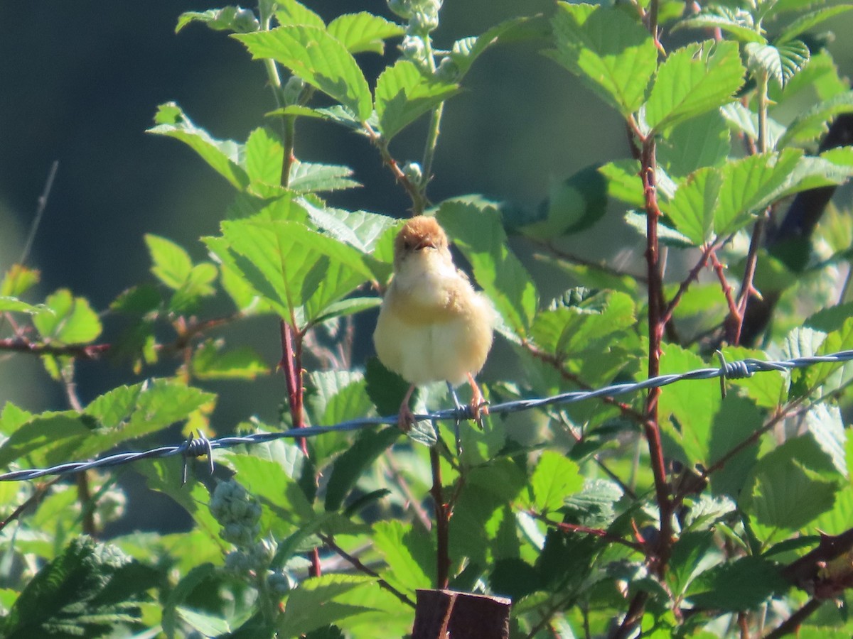 Golden-headed Cisticola - ML645435302
