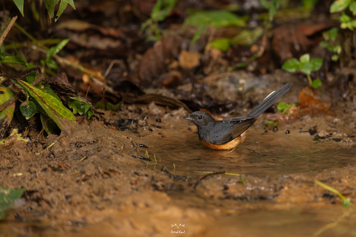 White-rumped Shama - ML645435303