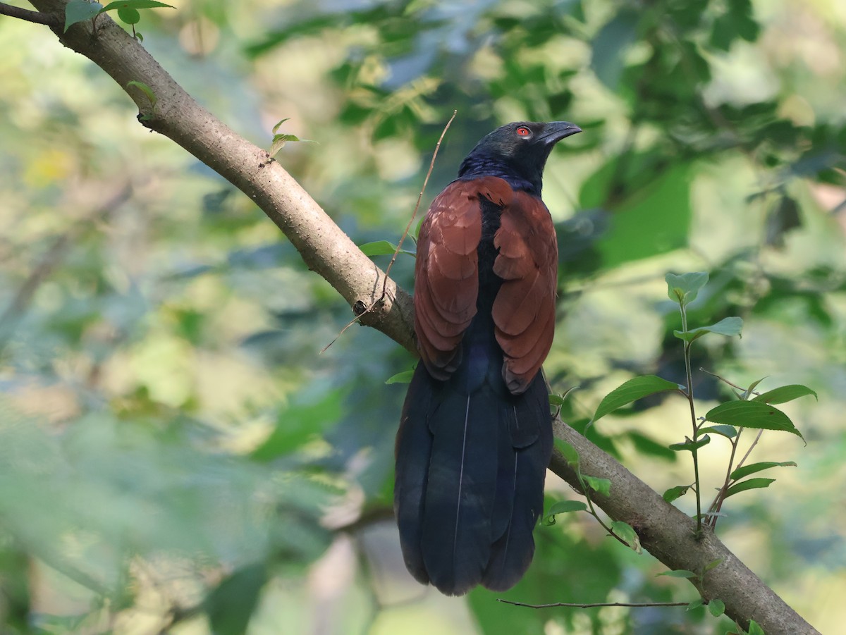 Greater Coucal - ML645435304