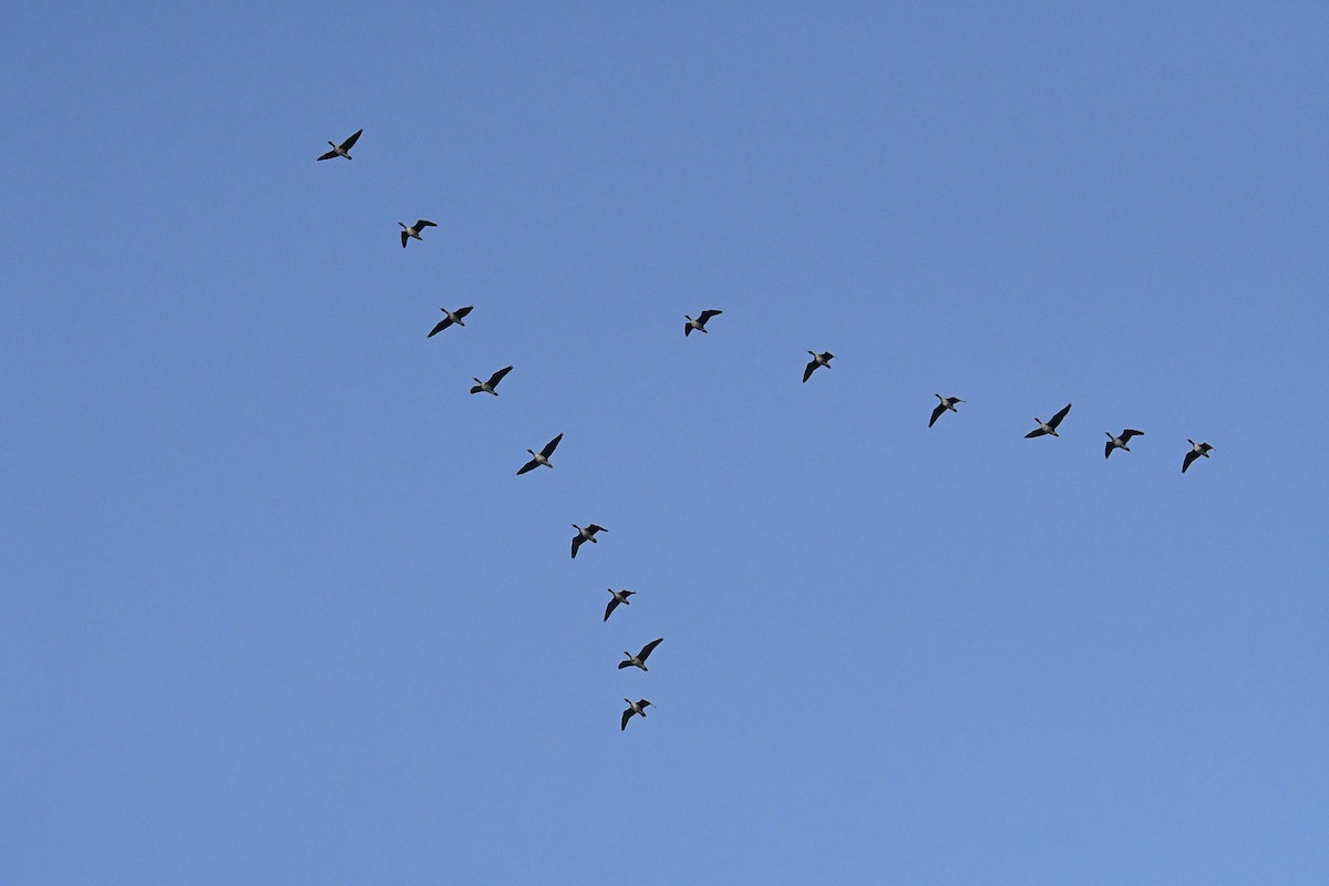 אווז אחו טאיגה - ML645435307