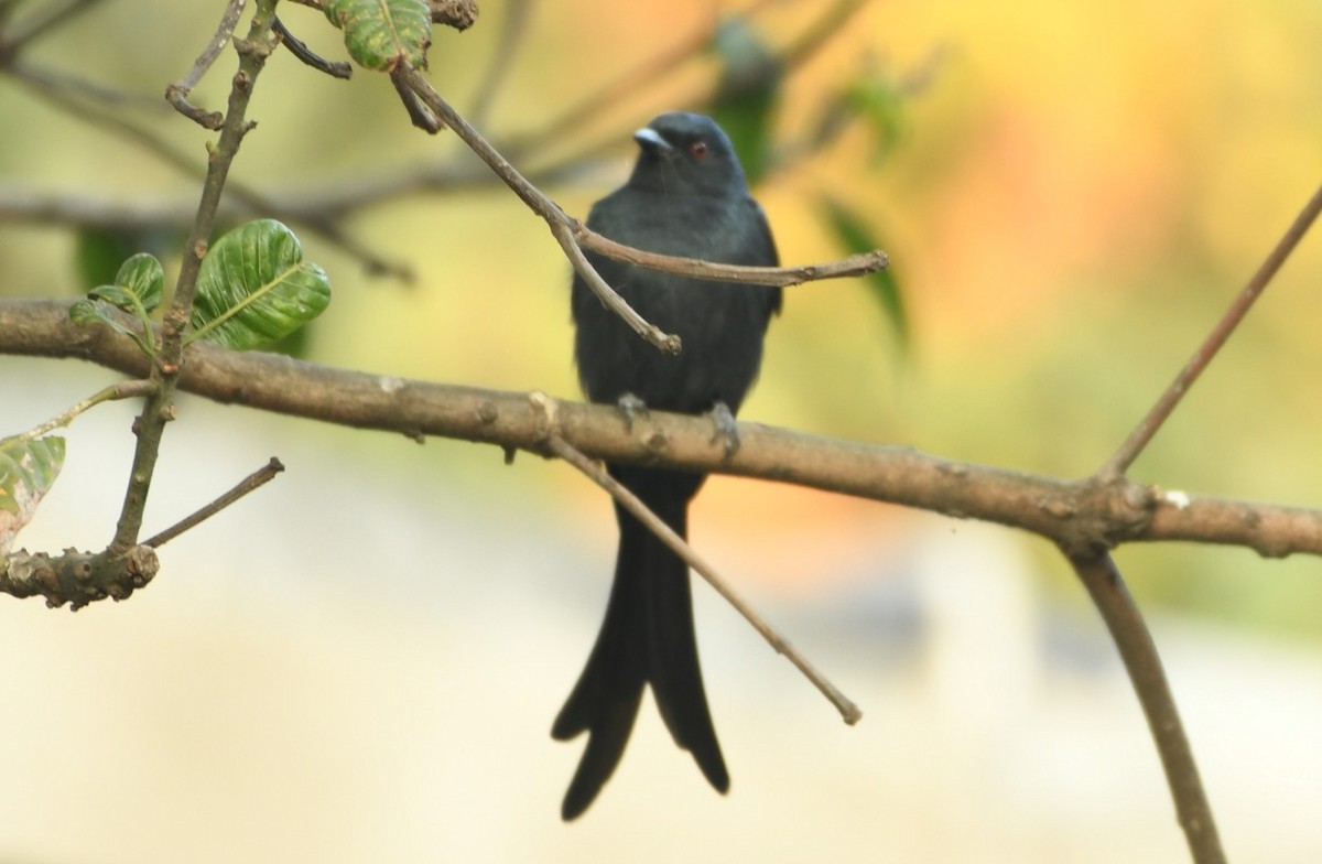 דרונגו עשנוני - ML645435308