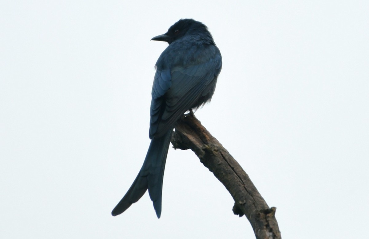 דרונגו עשנוני - ML645435309