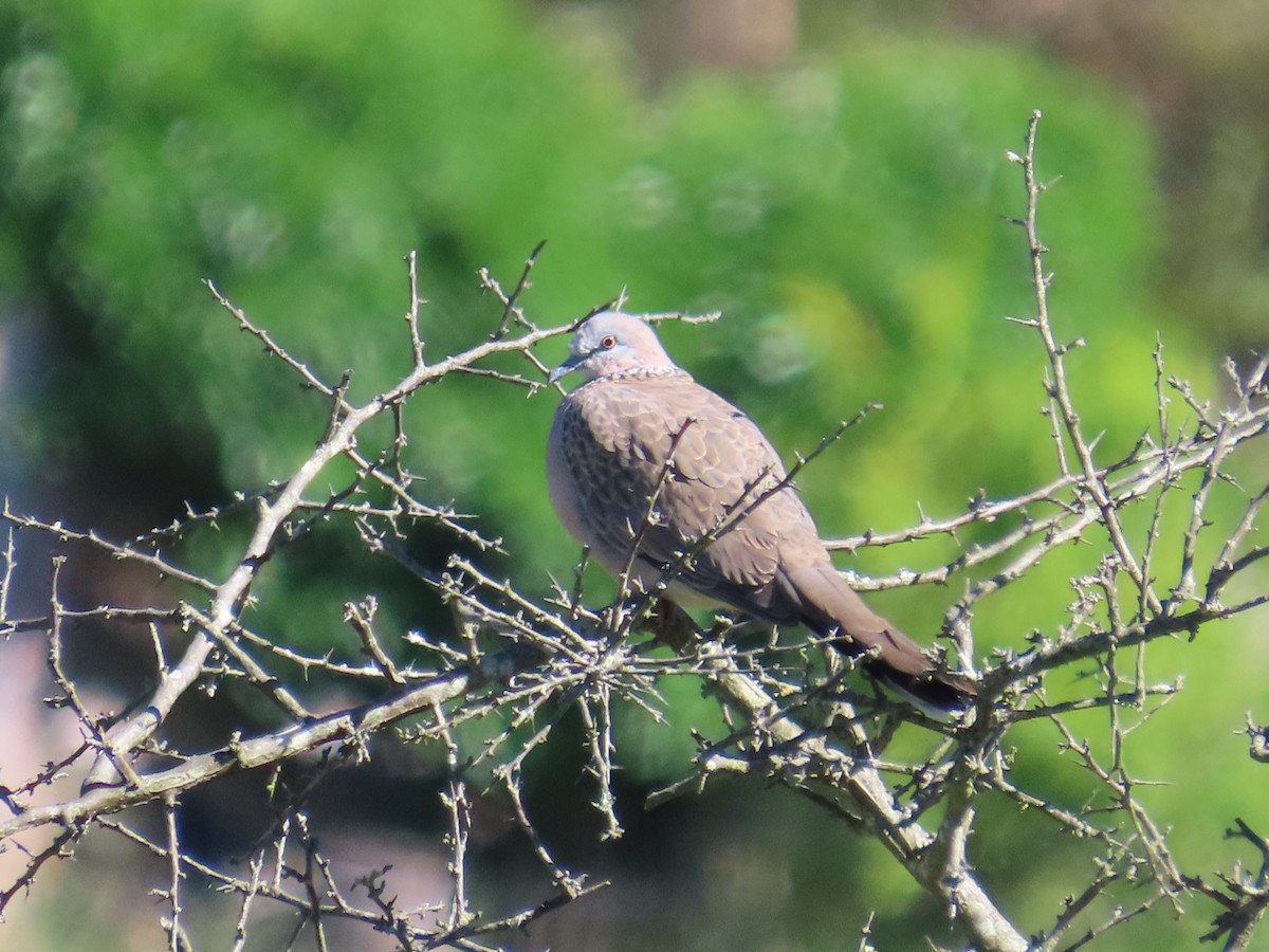 תור נקוד - ML645435311