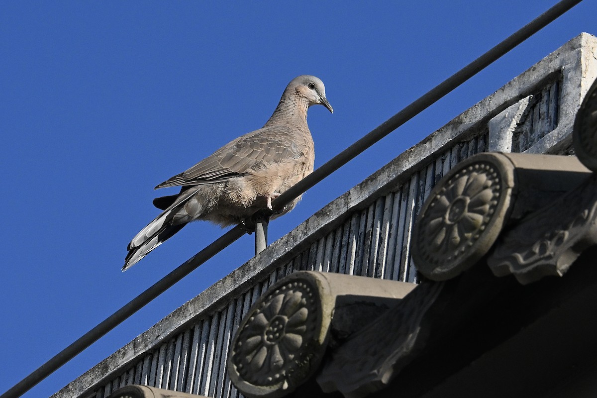 תור נקוד - ML645435312