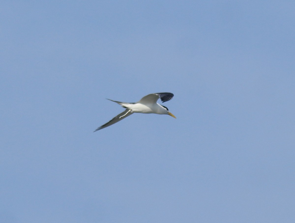 שחפית צהובת-מקור - ML645435313