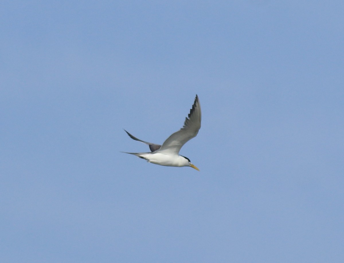 שחפית צהובת-מקור - ML645435314